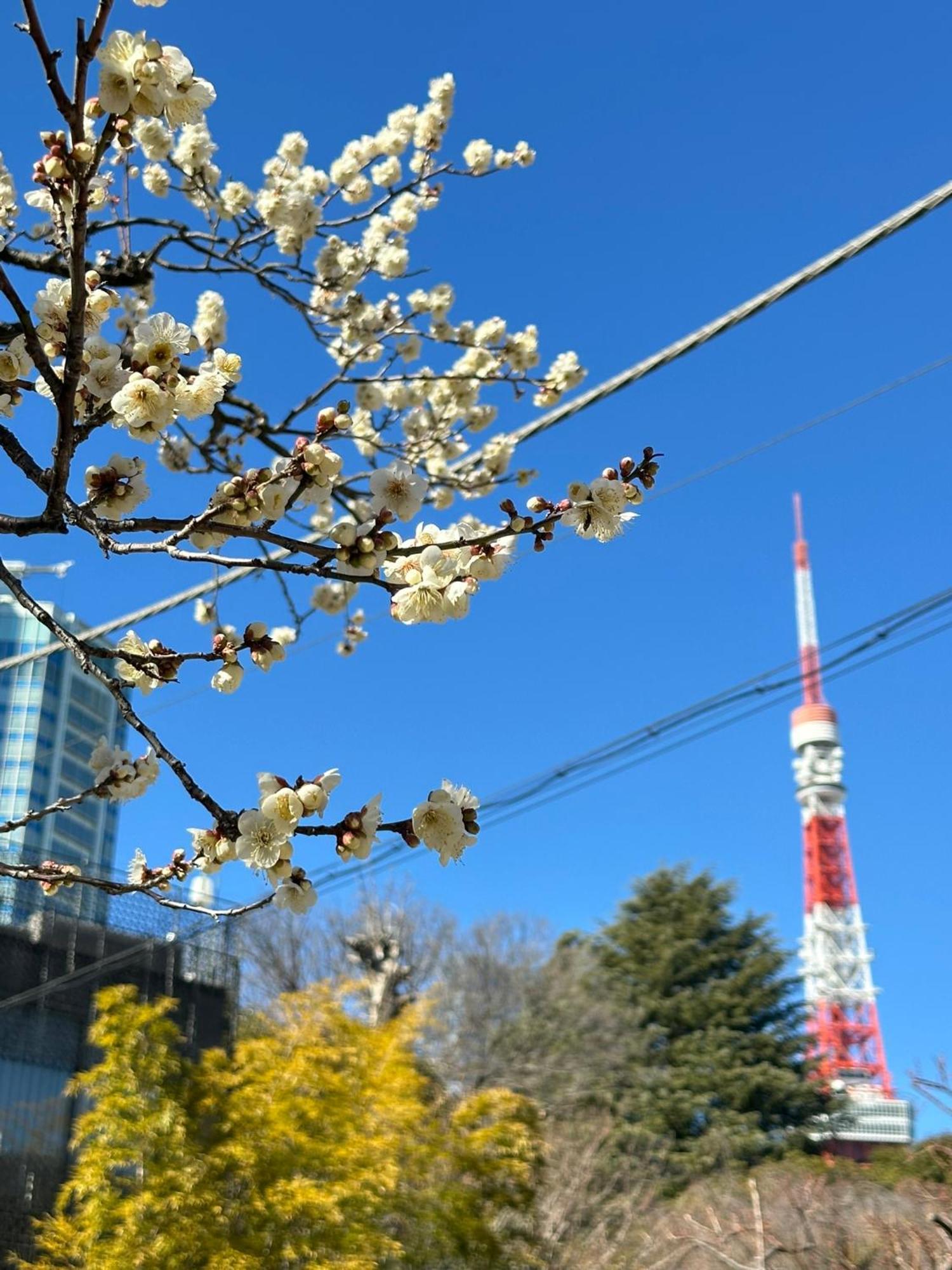 Rose Stay Tokyo Shiba Park Tóquio Exterior foto